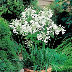 Agapanthus - baltas