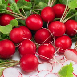 BIO - Radish "Saxa 2" - certified organic seeds - 425 seeds