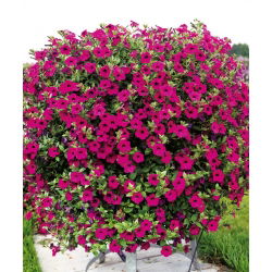 Viola petunia - 800 semien - Petunia violacea  - semená