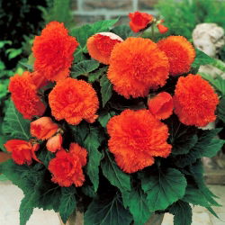 Begonia Fimbriata oranžová - 2 cibule