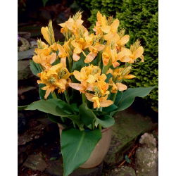 Canna Golden Lucifer  - 洋葱/块茎/根