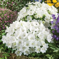 Tussock Bellflower - White - Campanula carpatica - Sturdy Growth, Beginner-Friendly Beauty - Fresh Seeds
