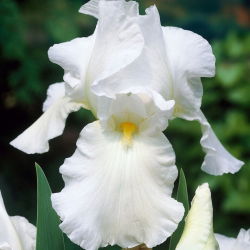 Iris germanica Putih - bebawang / umbi / akar