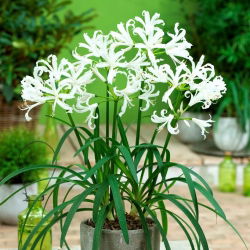 Nerine Alba - 1 adet