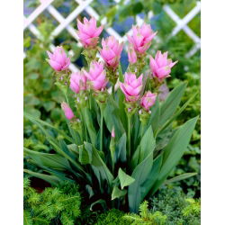 Curcuma, Siam Tulip Rose - цибулина / бульба / корінь - Curcuma Rose