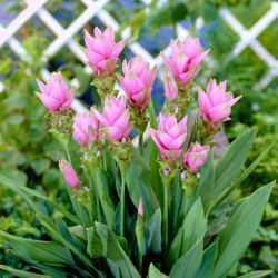Curcuma, Siam Tulip Rose - цибулина / бульба / корінь - Curcuma Rose