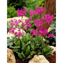 Dodecatheon meadia
