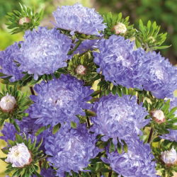 Sommeraster - Paeonien - Weiß-Blau - Callistephus chinensis - Eleganter Zweifarbton, für sommerliche Pracht - Samen