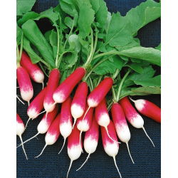 Radish "Opolanka" - srednje duge, crvene, bijele korijene - 850 sjemenki - Raphanus sativus L. - sjemenke