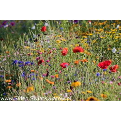 Blomsteräng: Blandning med över 40 ängsblommor - Bi-vänlig och lättskött ängsblandning - Färska frön
