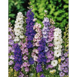 Larkspur "Pacific Giant" - hỗn hợp đa dạng - 225 hạt - Delphinium x cultorum