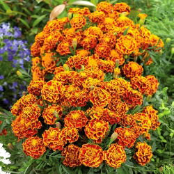 Francoski ognjič "Fiesta" - 315 semen - Tagetes patula L. - semena