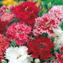 Dianthus chinensis - 495 sementes - mix