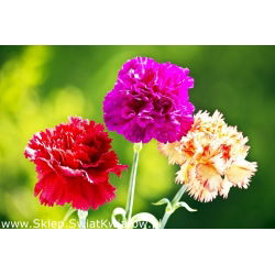 Craveiro - Grenadin - sortida - 248 sementes - Dianthus caryophyllus