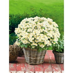Feverfew - Snowball - Chrysanthemum parthenium - Classic Summer Charm - Fresh Seeds