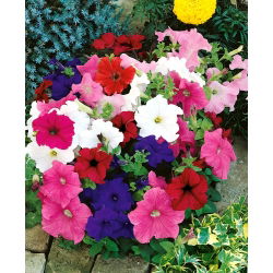 Petunia Enana - variada - Petunia nana compacta - Toque compacto - Semillas frescas