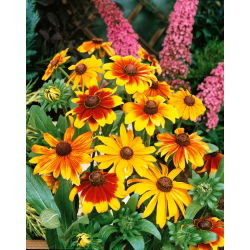 Rudbeckia pitică - amestec de culori - Rudbeckia hirta - Inflorescențe ce aduc strălucire ca un sărut de soare - Semințe proaspete
