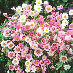 Mangles Everlasting - Mixed - Helipterum manglesii - Dried Perfection, Vibrant Colours - Fresh Seeds