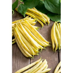 Đậu lùn Pháp "Golden Teepee" - trung bình sớm - 120 hạt - Phaseolus vulgaris L.