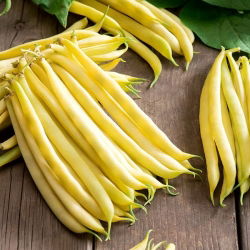 Đậu lùn Pháp "Golden Teepee" - trung bình sớm - 120 hạt - Phaseolus vulgaris L.