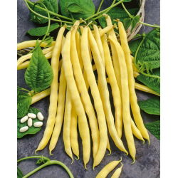 Đậu Pháp vàng "Neckargold" - cần đặt cọc - 20 hạt - Phaseolus vulgaris L.