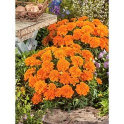 Marigold Perancis "Tangerine" - varietas tumbuh rendah, mekar oranye - 315 biji - Tagetes patula nana 