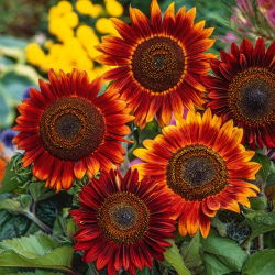 Okrasno sončnično "večerno sonce" - rdeče-rjavo - 50 semen - Helianthus annuus - semena