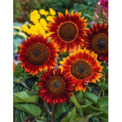 Okrasno sončnično "večerno sonce" - rdeče-rjavo - 50 semen - Helianthus annuus - semena