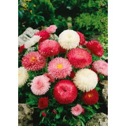 Kaunokainen - Super Enorma - 600 siemenet - Bellis perennis