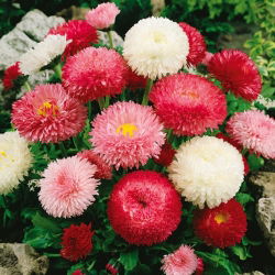 Kaunokainen - Super Enorma - 600 siemenet - Bellis perennis