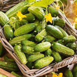 Cucumber - Vert petit de Paris - Early Harvest, Crisp and Sweet - Fresh Seeds