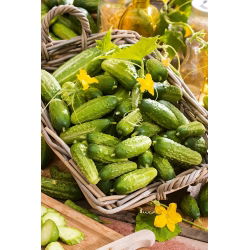 Cucumber - Vert petit de Paris - Early Harvest, Crisp and Sweet - Fresh Seeds