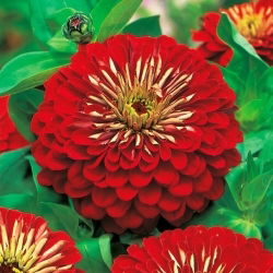 Frøkenhat - Jowita - Zinnia elegans - Kraftige røde blomster, langvarige blomster - Friske frø