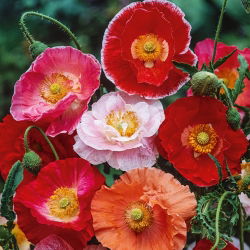 Poppy "Shirley Mix" - 6300 biji - Papaver rhoeas - benih