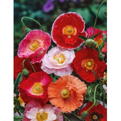 Poppy "Shirley Mix" - 6300 biji - Papaver rhoeas - benih