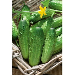 Cucumber - Ela F1 - Disease Resistant, High Yield - Fresh Seeds