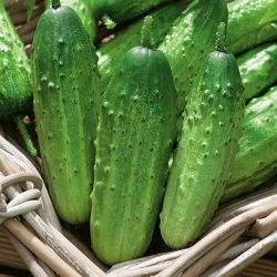 Cucumber - Ela F1 - Disease Resistant, High Yield - Fresh Seeds