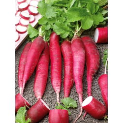Letné reďkovky "Osterguss Rosa 2" - 770 semien - Raphanus sativus L. - semená