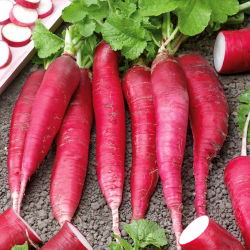 Letné reďkovky "Osterguss Rosa 2" - 770 semien - Raphanus sativus L. - semená