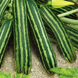 Cukinijos - Coucourzelle - Dryžuoti, krūminiai, aromatingi ir traškūs - Šviežios sėklos