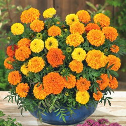 Marigold Meksiko berbunga besar "Mona" - campuran varietas; Aztec marigold - 