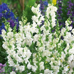 Prydløvemunn Snowflake  - hvit - Antirrhinum majus - frø
