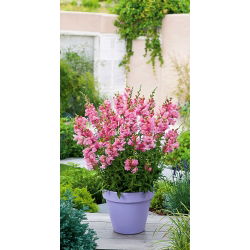 Gura leului înaltă - roz - Antirrhinum majus maximum - Nuanță roz vibrant, pentru expoziții remarcabile - Semințe proaspete