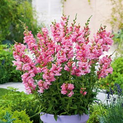 Gura leului înaltă - roz - Antirrhinum majus maximum - Nuanță roz vibrant, pentru expoziții remarcabile - Semințe proaspete