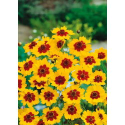 Coreopsis tinctoria nana - zaden