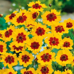 Coreopsis tinctoria nana - zaden