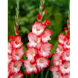 Glayöl Pembe Kadın - 5 adet - Gladiolus Pink Lady