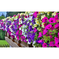 Petunia ต่อท้าย - ผสมหลากหลาย - Petunia hybrida pendula