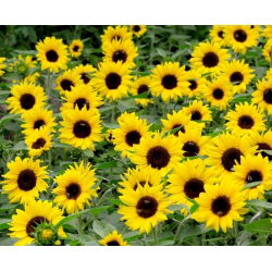 Okrasni škratov sončnični "Bambino" - Helianthus annuus - semena