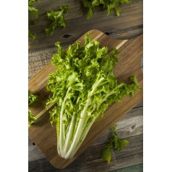 Ендив "Романска да Taglio" -  Cichorium endyvia Romanesca Da Taglio  - семена